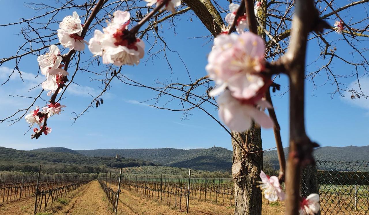 Agriturismo Fusini Magliano in Toscana Zewnętrze zdjęcie