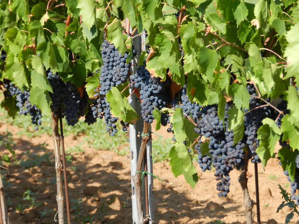 Agriturismo Fusini Magliano in Toscana Zewnętrze zdjęcie
