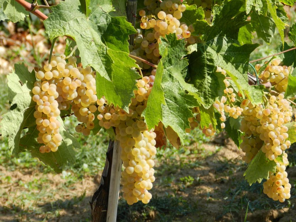 Agriturismo Fusini Magliano in Toscana Zewnętrze zdjęcie